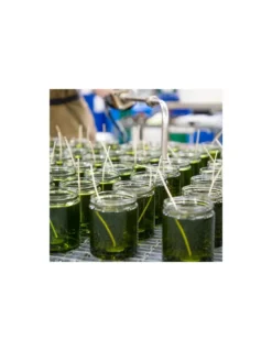 Ghost Pepper And Vanilla- Bougie PF Candle -Jolie Bougies Soldes ghost pepper and vanilla bougie pf candle 3