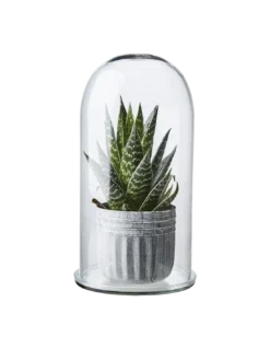 Affari of Sweden - Grande Cloche en Verre Ovale avec Support – Globe de Mariée Décoratif -Jolie Bougies Soldes grande cloche en verre affari of sweden 2