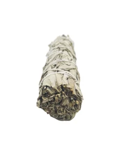 Sauge Blanche - Bouquet 16cm