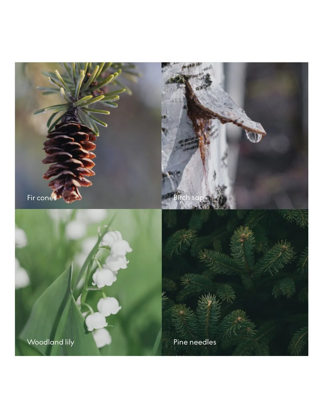 Spray Skog 100 ML Skandinavisk 4 Spray Skog 100 ML Skandinavisk – Image 4